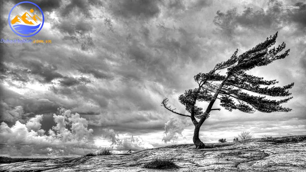 Gió tín phong là gì? Phân biệt giữa gió tín phong và gió mùa