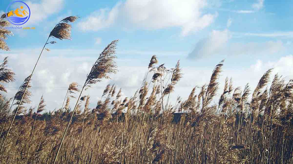 Các loại gió trên Trái Đất