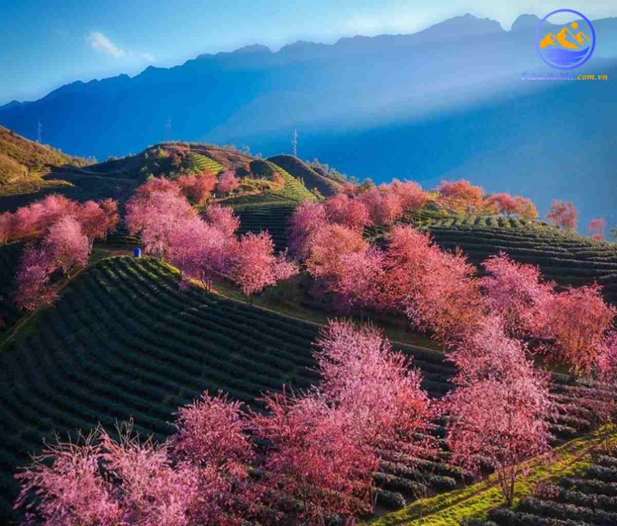 khí hậu Sapa mùa thu cực kỳ dễ chịu, mát mẻ, và cảnh đẹp thiên nhiên rực rỡ