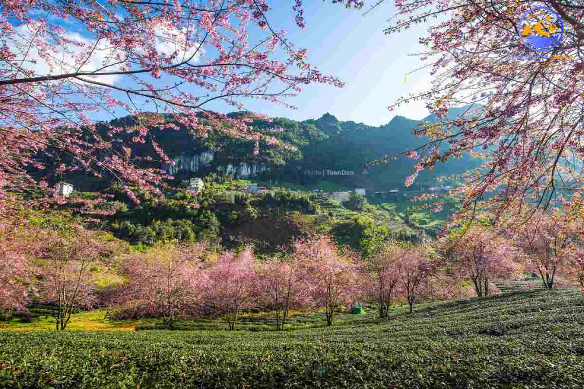 Khí hậu Sapa vào mùa xuân thời tiết mát mẻ dễ chịu