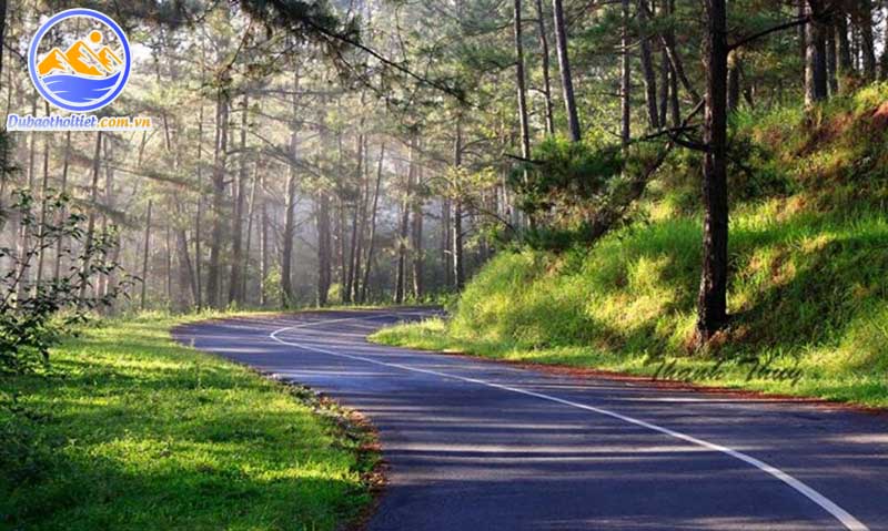 thảm thực vật tự nhiên tại Đà Lạt có sự phân bố đa dạng và phong phú