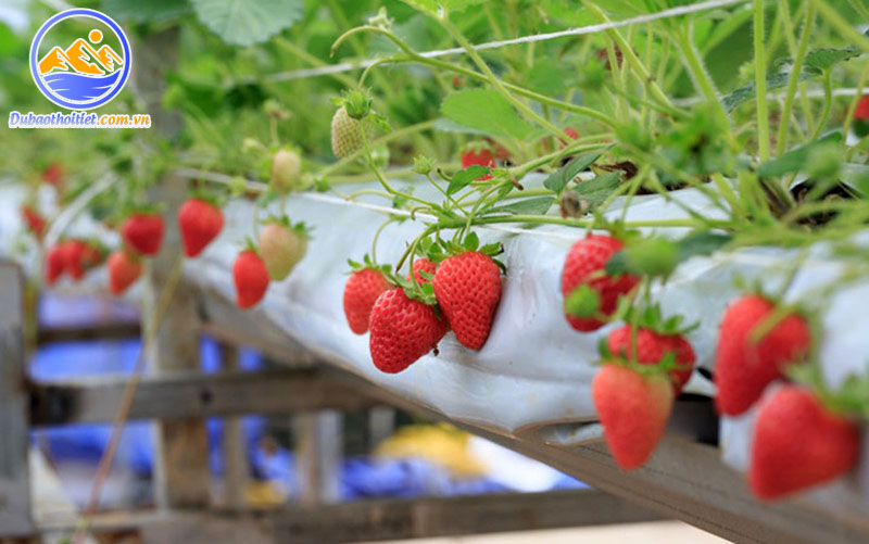 Đặc trưng thời tiết, khí hậu Đà Lạt tháng 4 với những vườn dâu tây chín đỏ